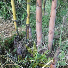 phyllostachys nigra