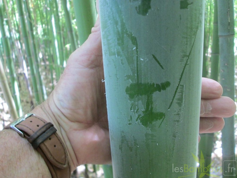 Phyllostachys viridiglaucescens