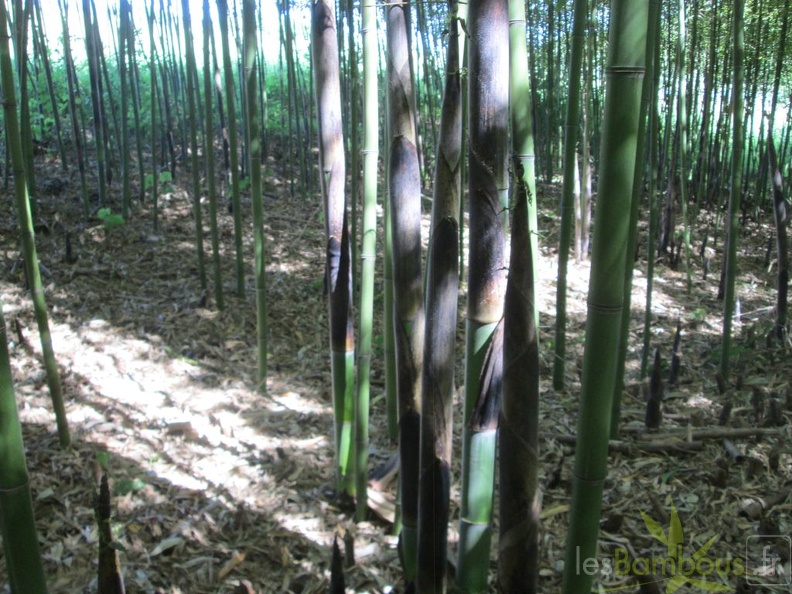 Phyllostachys viridiglaucescens