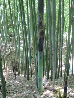 Phyllostachys viridiglaucescens