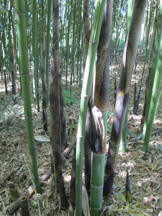Phyllostachys viridiglaucescens