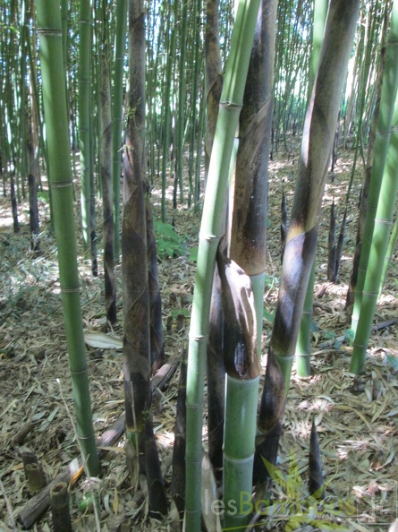Phyllostachys viridiglaucescens