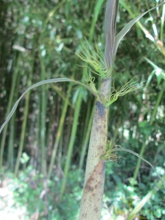 Phyllostachys viridiglaucescens