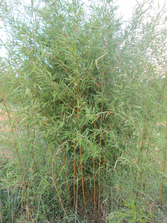 Phyllostachys humilis