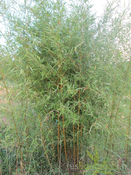 Phyllostachys humilis