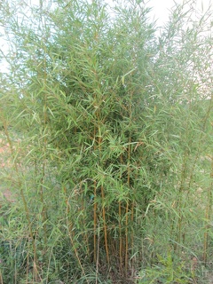 Phyllostachys humilis