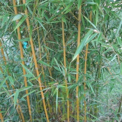 Humilis