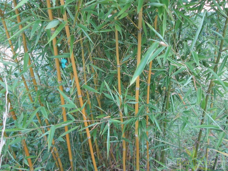 Phyllostachys humilis