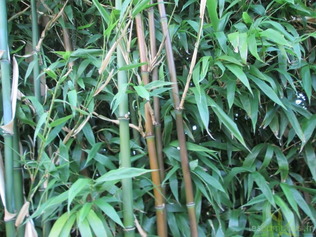 Semiarundinaria Fastuosa