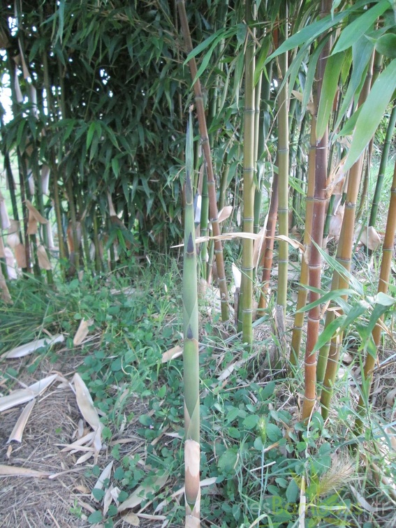 Semiarundinaria Fastuosa