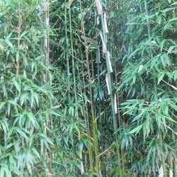 Semiarundinaria