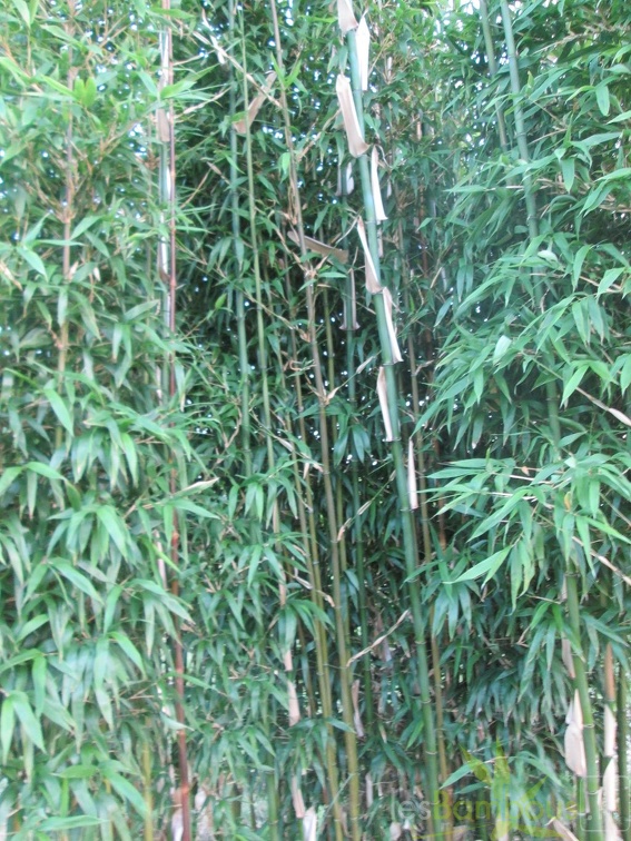 Semiarundinaria Fastuosa