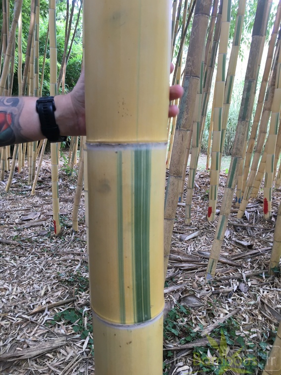 Vivax Huangwenzhu Inversa