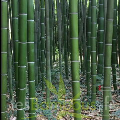 VIVAX ESPÈCE TYPE.