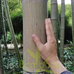IMG 20200919 102712-edulis