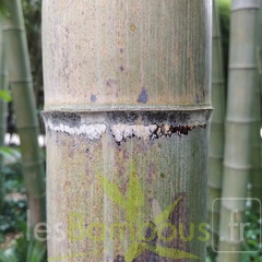 IMG 20200919 102751-edulis