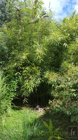 20200703 Fargesia Robusta 'Wolong' Planbuisson  (1)
