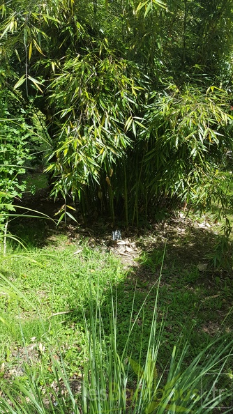 20200703 Fargesia Robusta 'Wolong' Planbuisson  (2)