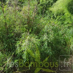 20200703 Fargesia Yulongshanensis Planbuisson (1)