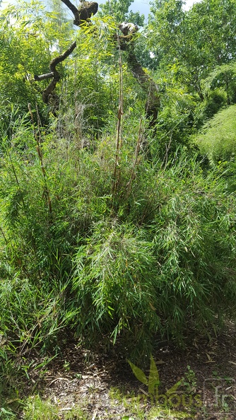 20200703 Fargesia Yulongshanensis Planbuisson (2)