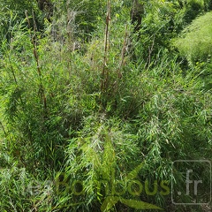 20200703 Fargesia Yulongshanensis Planbuisson (2)
