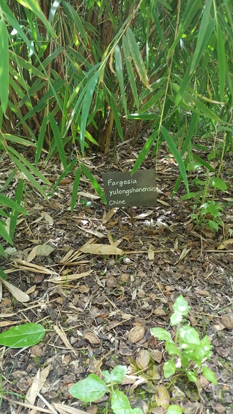 20200703 Fargesia Yulongshanensis Planbuisson (3)