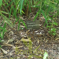 20200703 Fargesia Yulongshanensis Planbuisson (3)