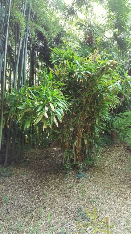 20200822 Indocalamus Latifolius Anduze (3)