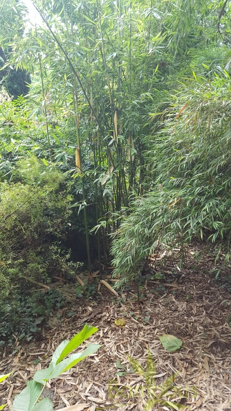 20200703 Oligostachyum Oedogonatum Planbuisson (2)