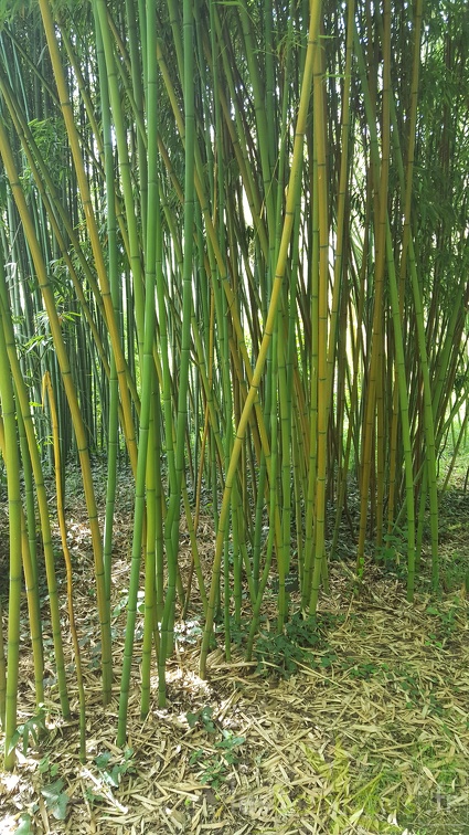 20200703 Phyllostachys Angusta Planbuisson (1)