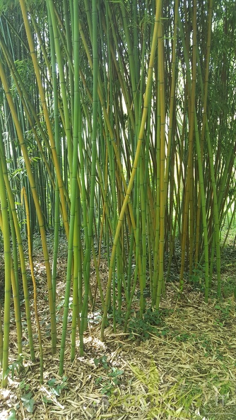 20200703 Phyllostachys Angusta Planbuisson (1)