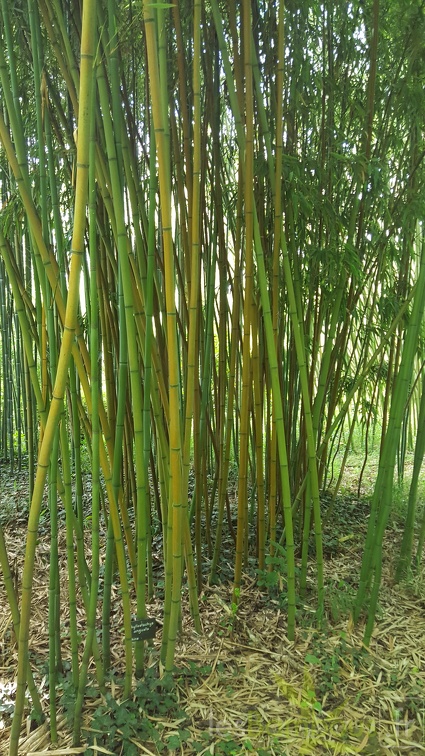 20200703 Phyllostachys Angusta Planbuisson (3)