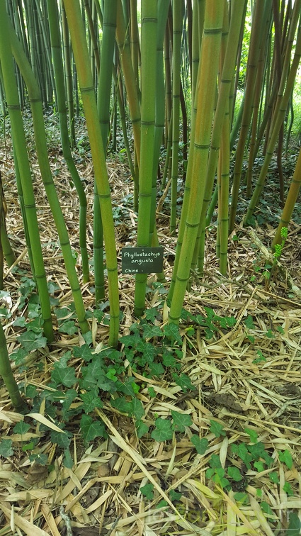 20200703 Phyllostachys Angusta Planbuisson (4)