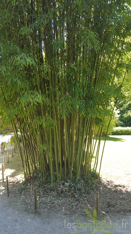 20200822 Phyllostachys Angusta Anduze (1)