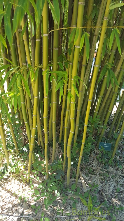 20200822 Phyllostachys Angusta Anduze (2)