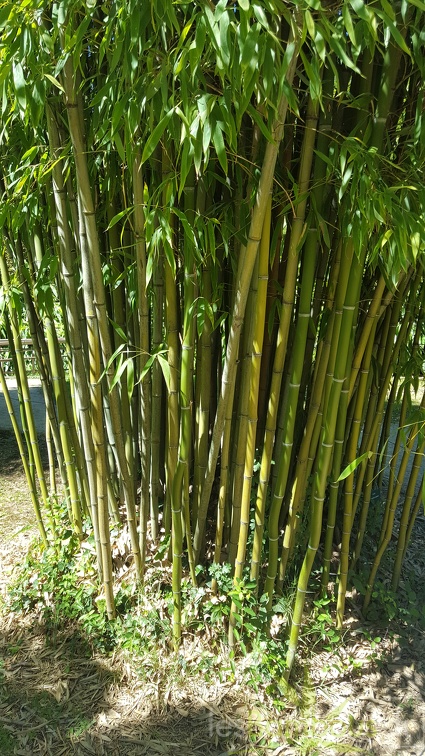 20200822 Phyllostachys Angusta Anduze (3)