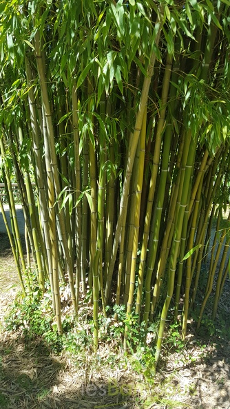 20200822 Phyllostachys Angusta Anduze (3)
