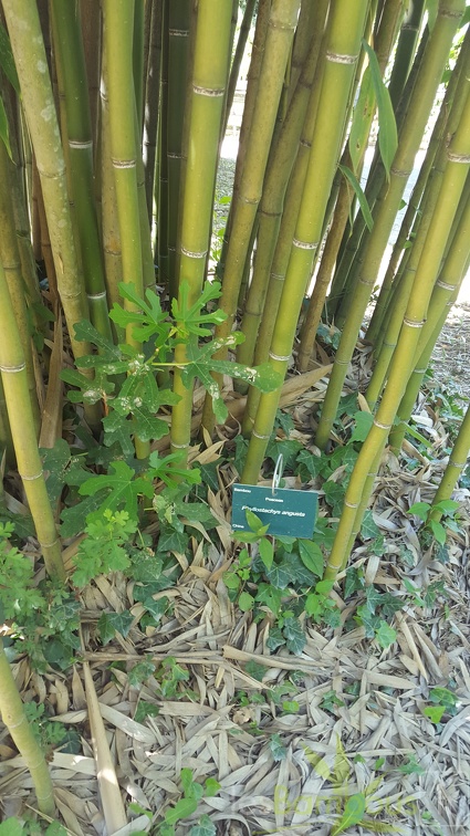 20200822 Phyllostachys Angusta Anduze (4)