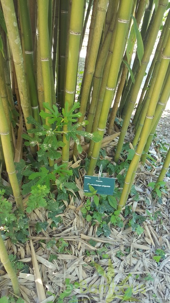 20200822 Phyllostachys Angusta Anduze (4)