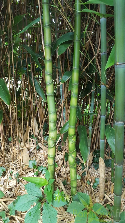 20200703 Phyllostachys Aurea Planbuisson (1)