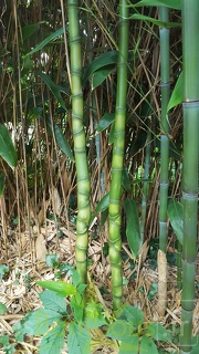 20200703 Phyllostachys Aurea Planbuisson (1)