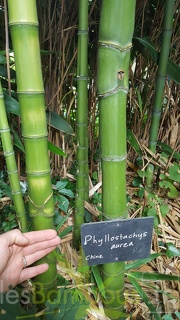 20200703 Phyllostachys Aurea Planbuisson (2)