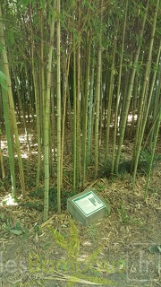 20200822 Phyllostachys Aurea Anduze (1)