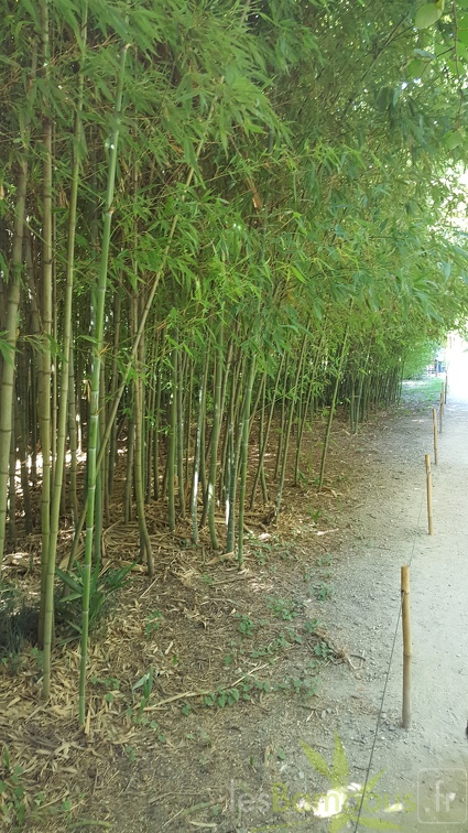 20200822 Phyllostachys Aurea Anduze (2)