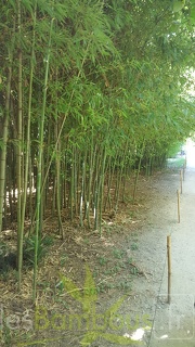 20200822 Phyllostachys Aurea Anduze (2)