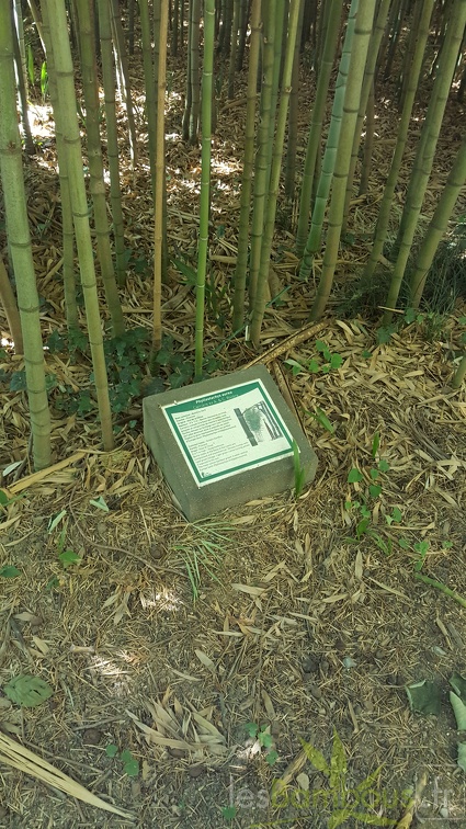 20200822 Phyllostachys Aurea Anduze (3)