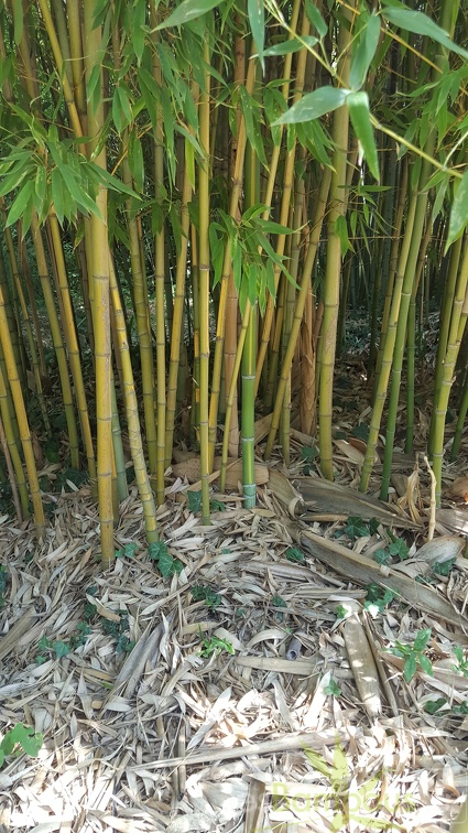 20200822 Phyllostachys Aurea 'Flavescens-Inversa' Anduze (2)