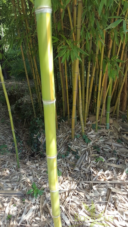 20200822 Phyllostachys Aurea 'Flavescens-Inversa' Anduze (3)