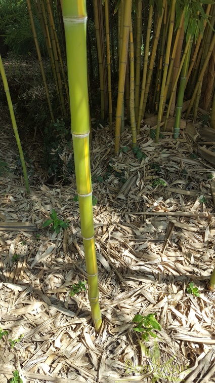 20200822 Phyllostachys Aurea 'Flavescens-Inversa' Anduze (4)