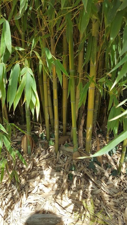 20200822 Phyllostachys Aurea 'Flavescens-Inversa' Anduze (5)